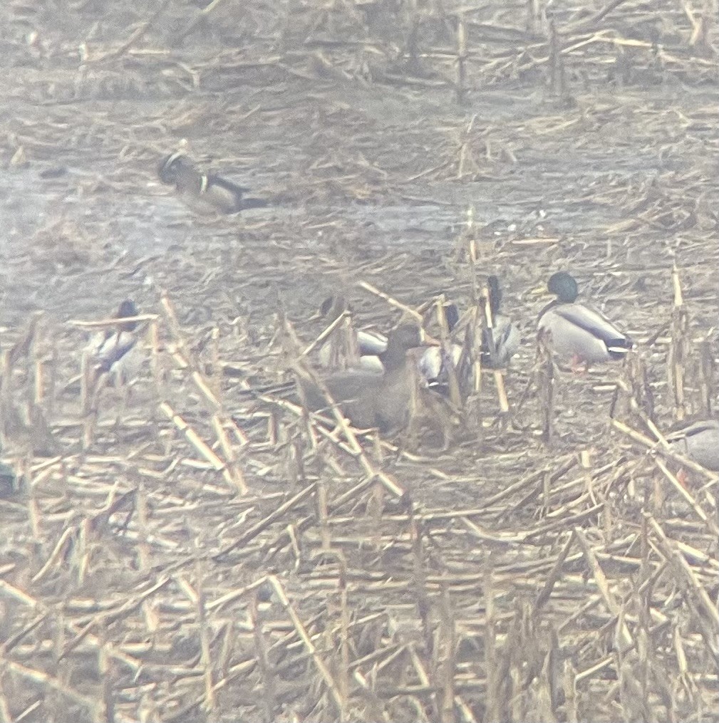 Greater White-fronted Goose - ML616110259