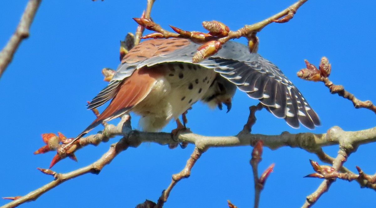 American Kestrel - ML616110269