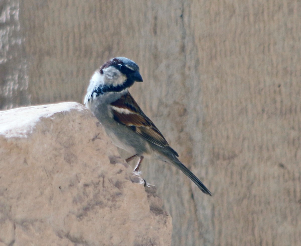 House Sparrow - ML616110308