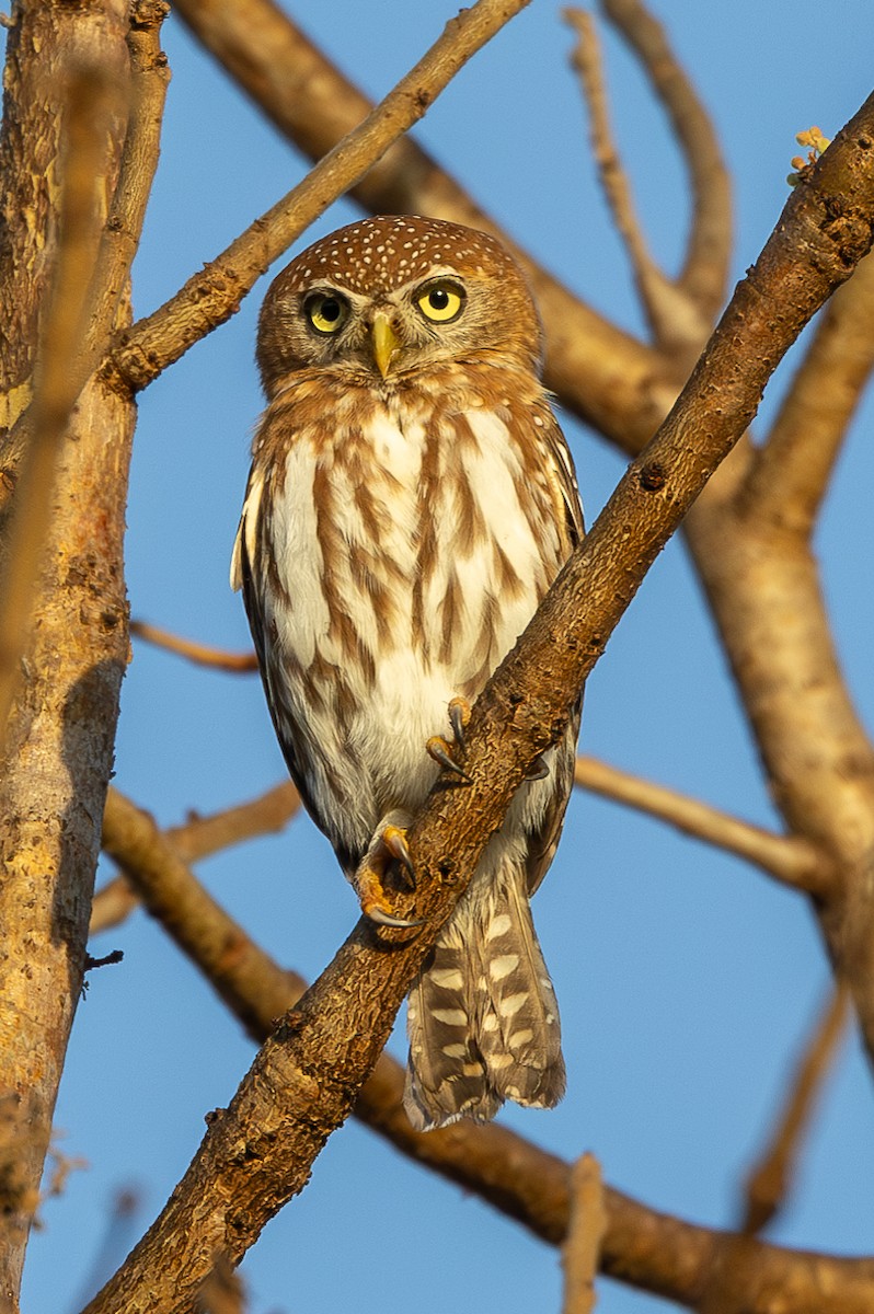 Pearl-spotted Owlet - Lindsey Napton