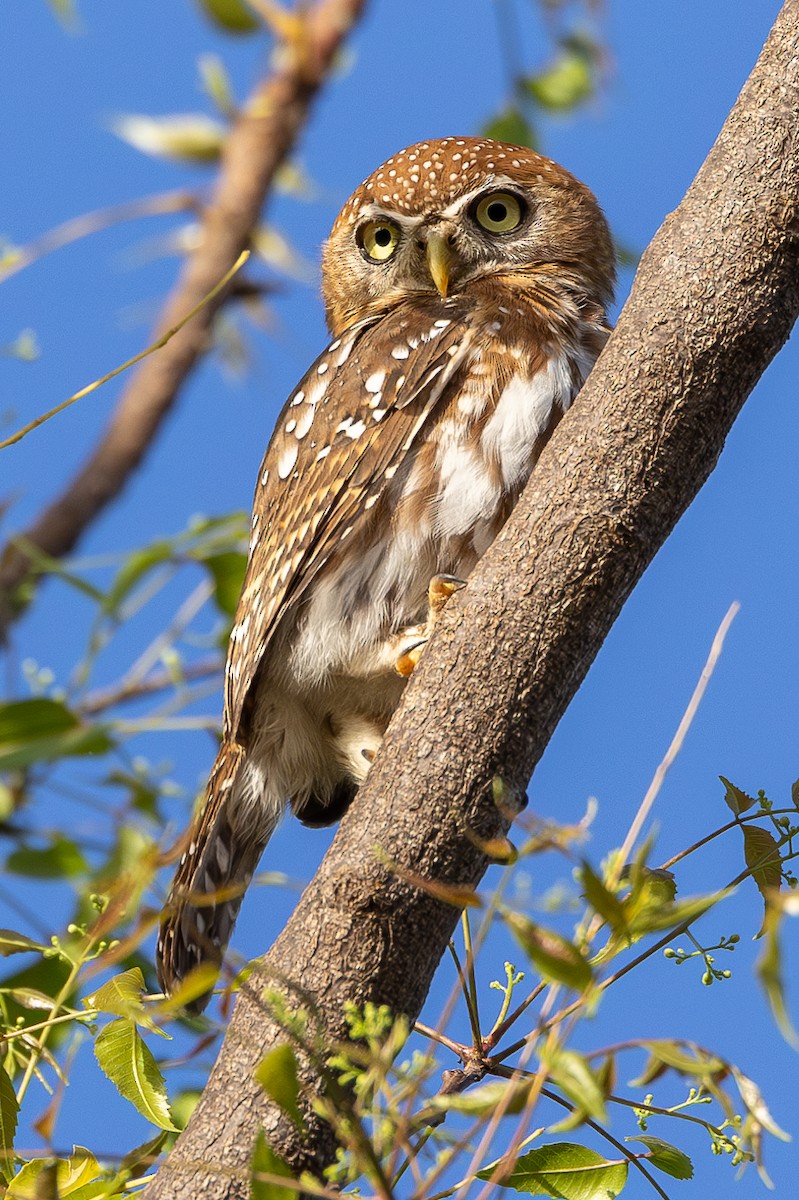 Pearl-spotted Owlet - Lindsey Napton