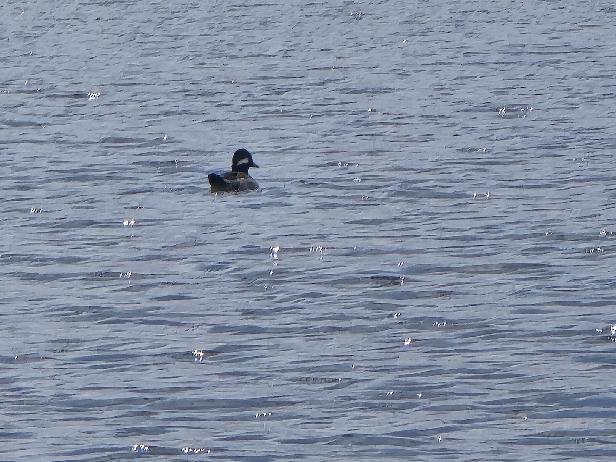 Bufflehead - ML616110618