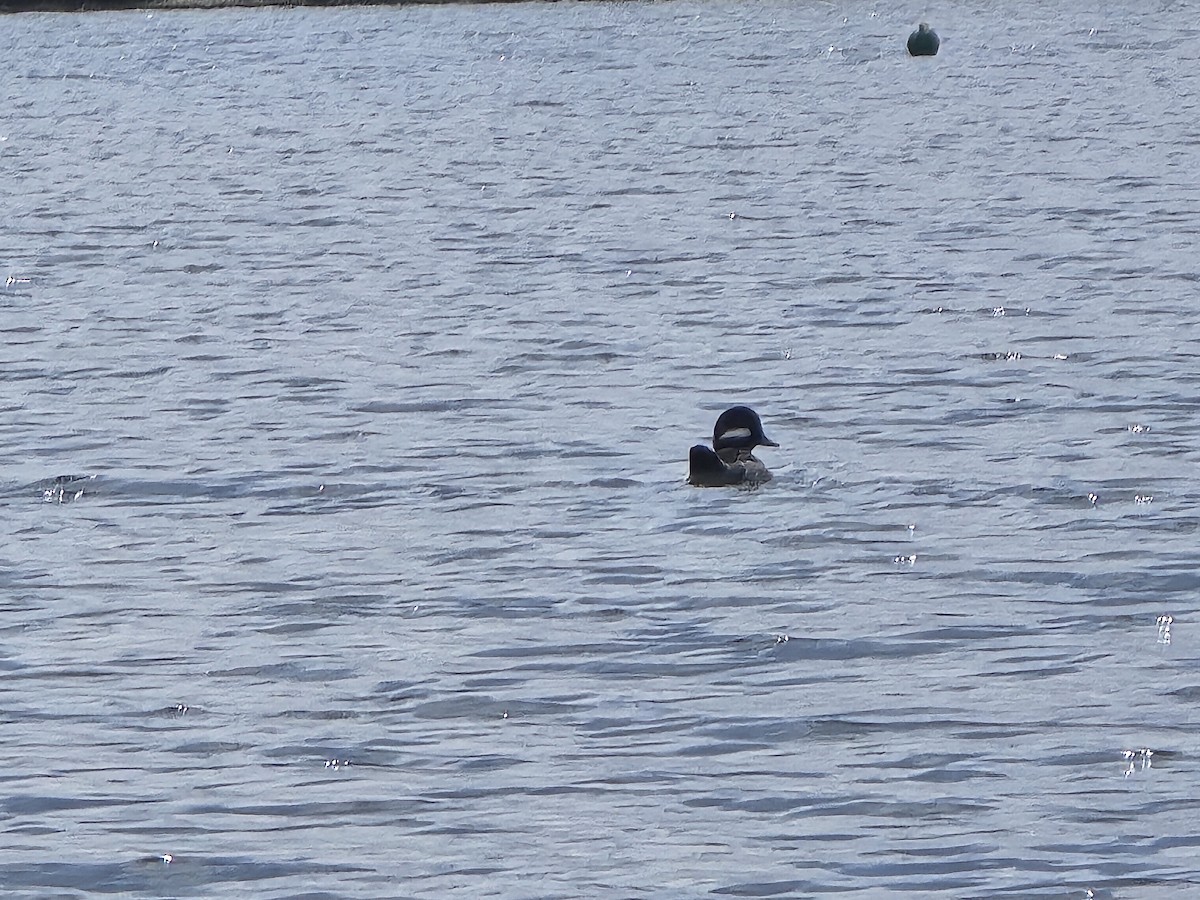 Bufflehead - ML616110619