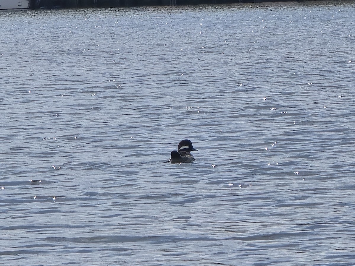 Bufflehead - ML616110620