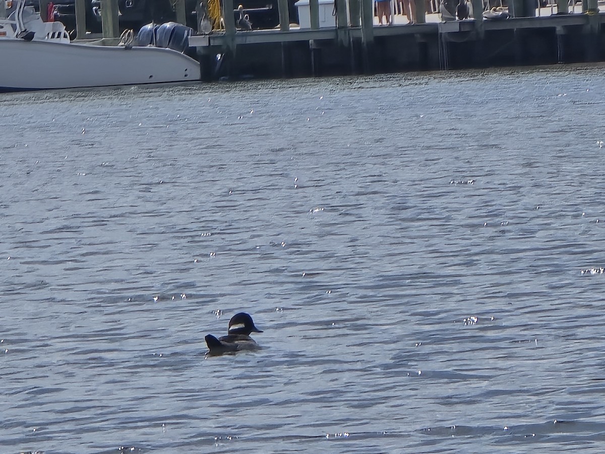 Bufflehead - ML616110621