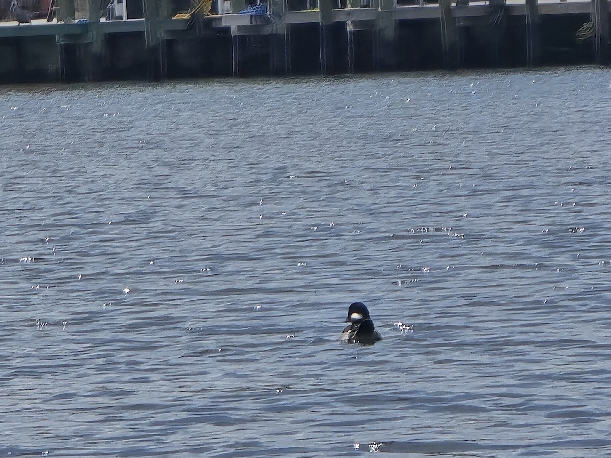 Bufflehead - ML616110622