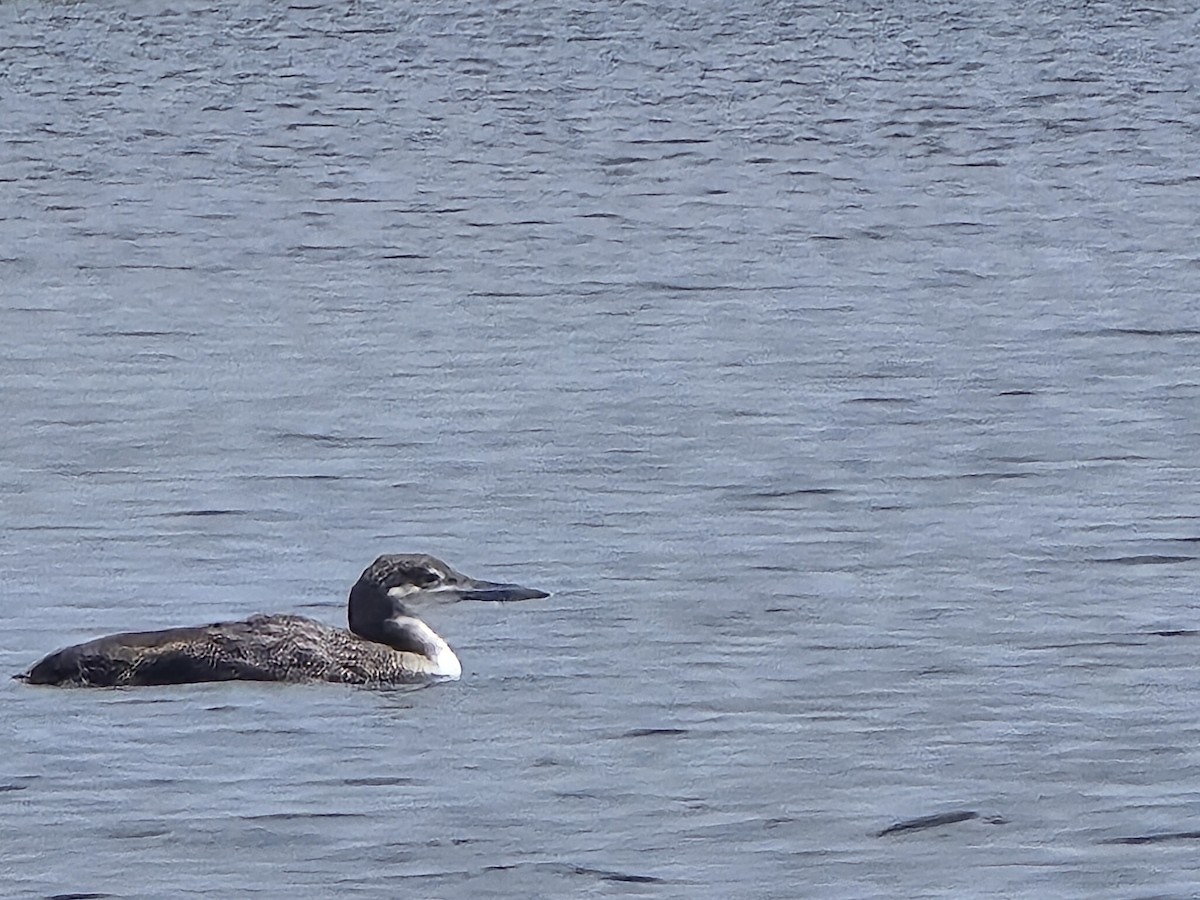 Plongeon huard - ML616110679