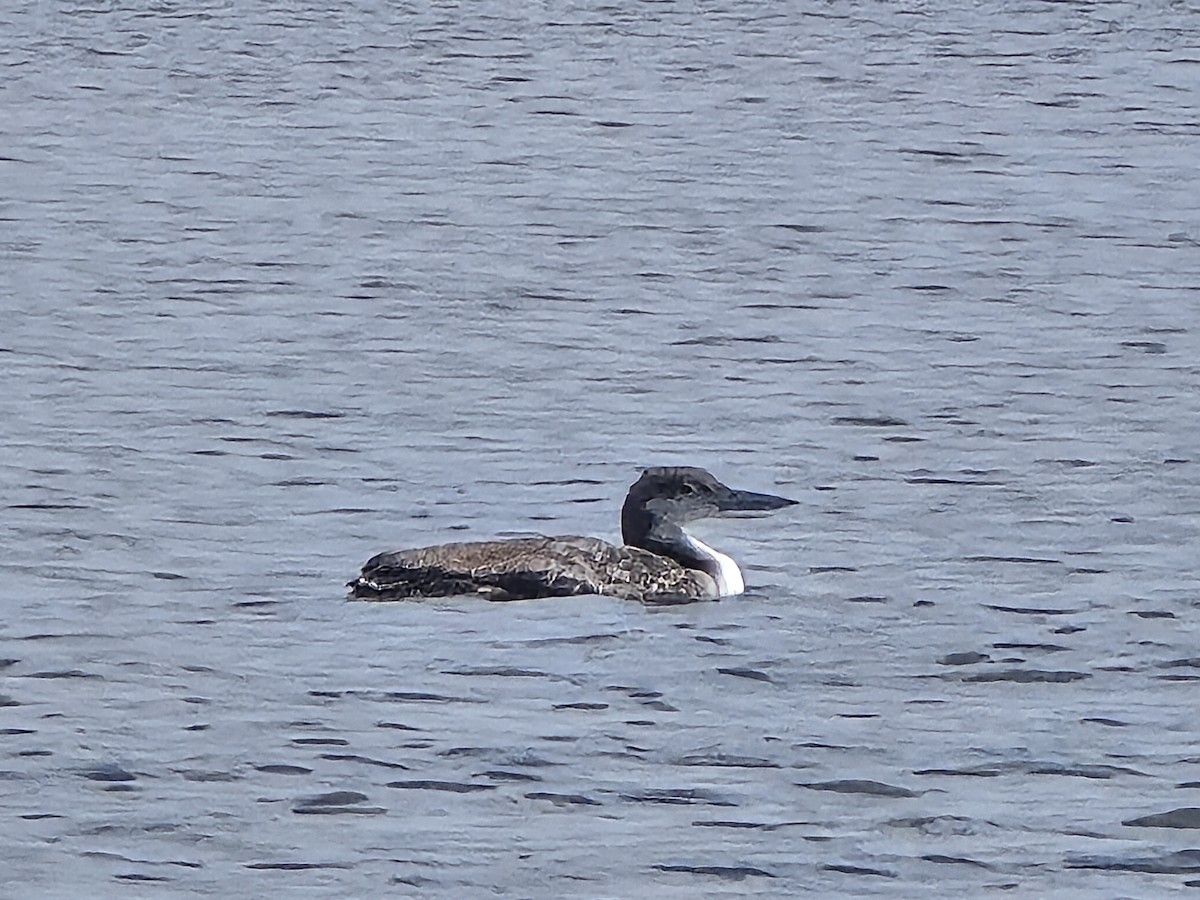 Common Loon - ML616110680