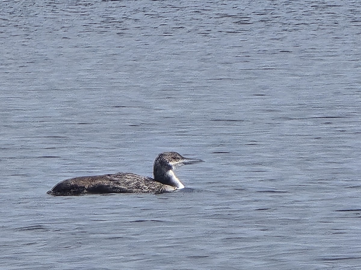 Plongeon huard - ML616110681