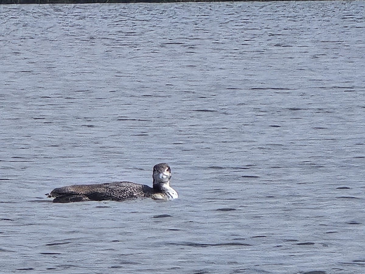 Plongeon huard - ML616110682