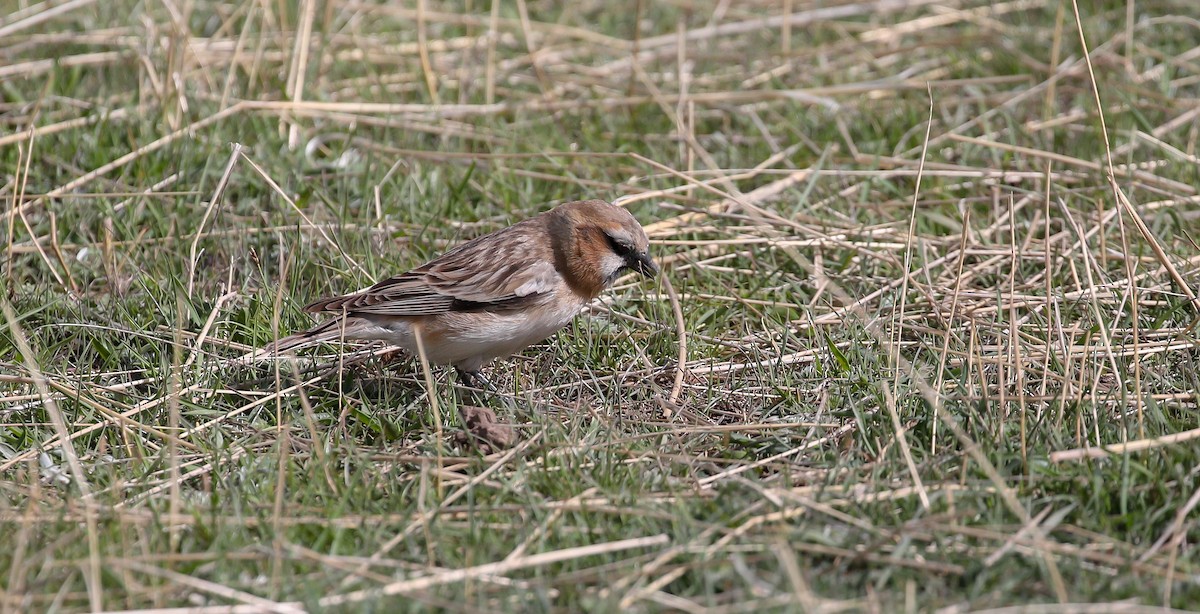 Rufous-necked Snowfinch - Brian Small