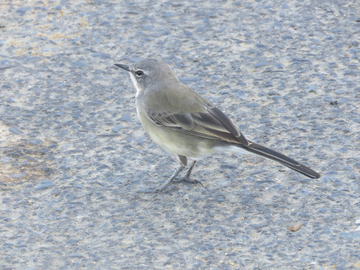Cape Wagtail - ML616110705