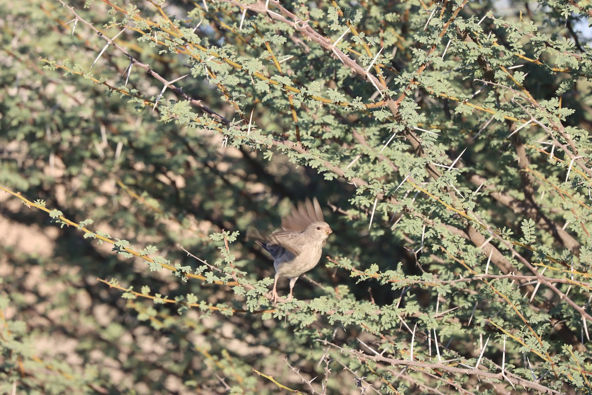 Serin d'Arabie - ML616110757