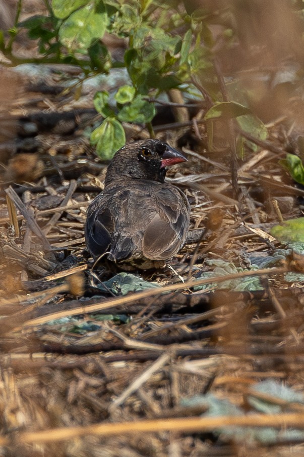 Quailfinch - ML616110776