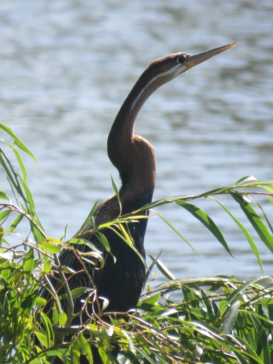 African Darter - ML616110778