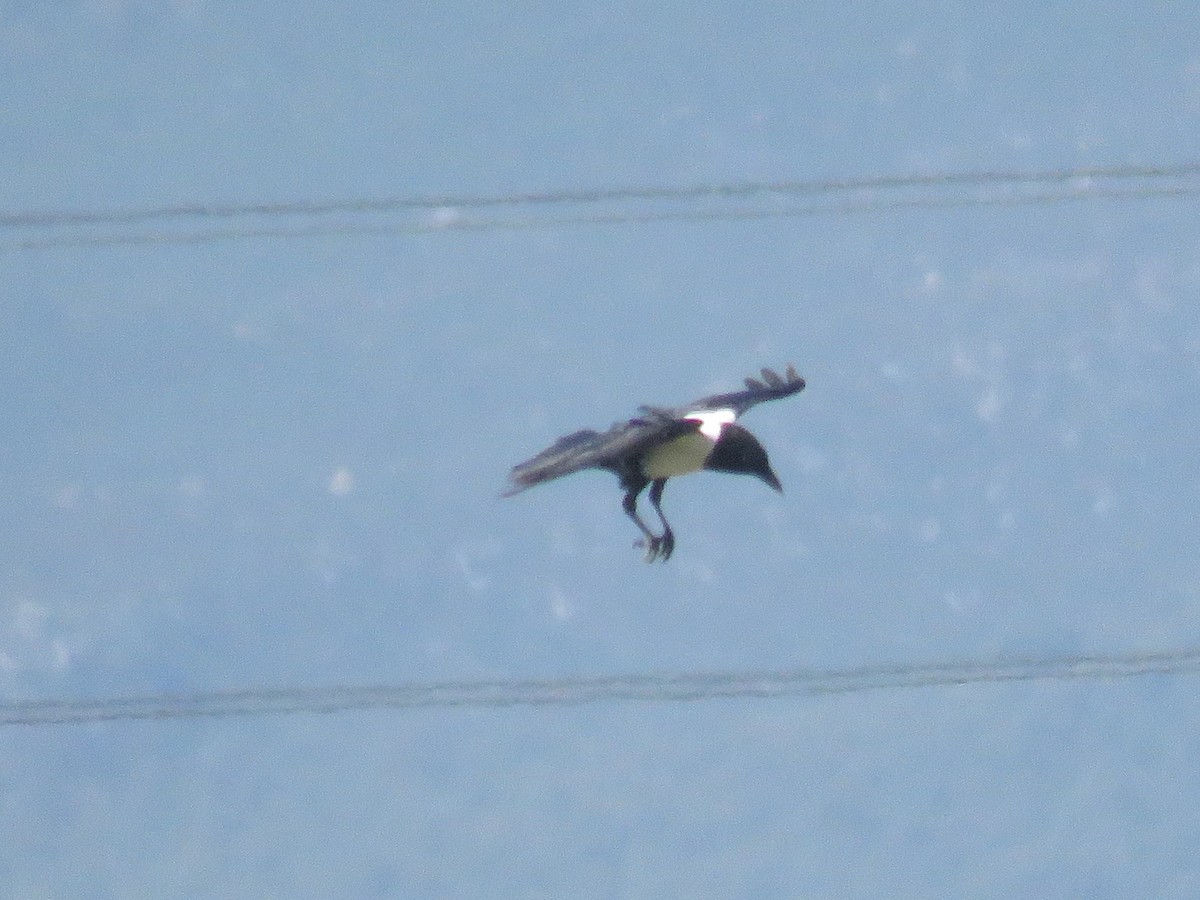 Pied Crow - ML616110812