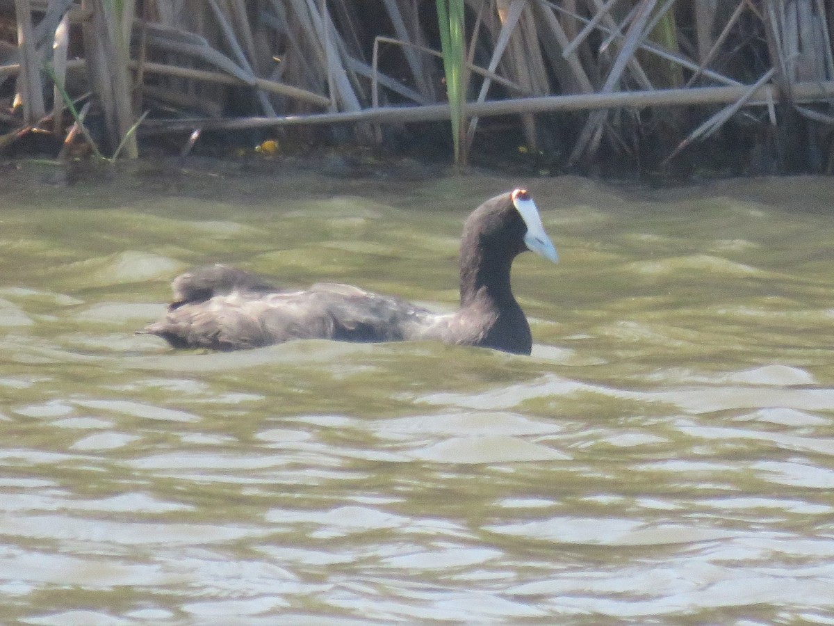 Red-knobbed Coot - ML616110824