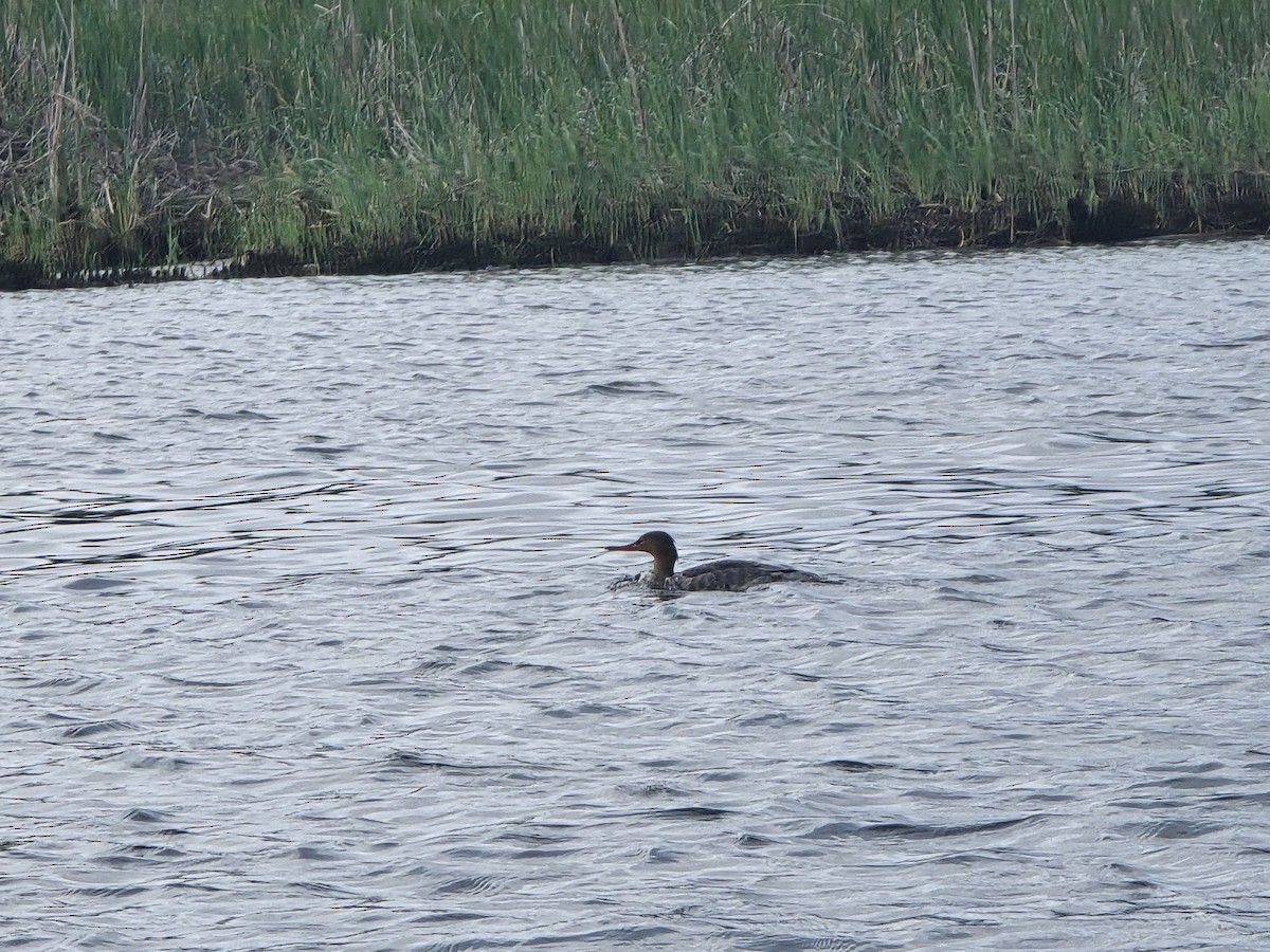 Red-breasted Merganser - ML616110829