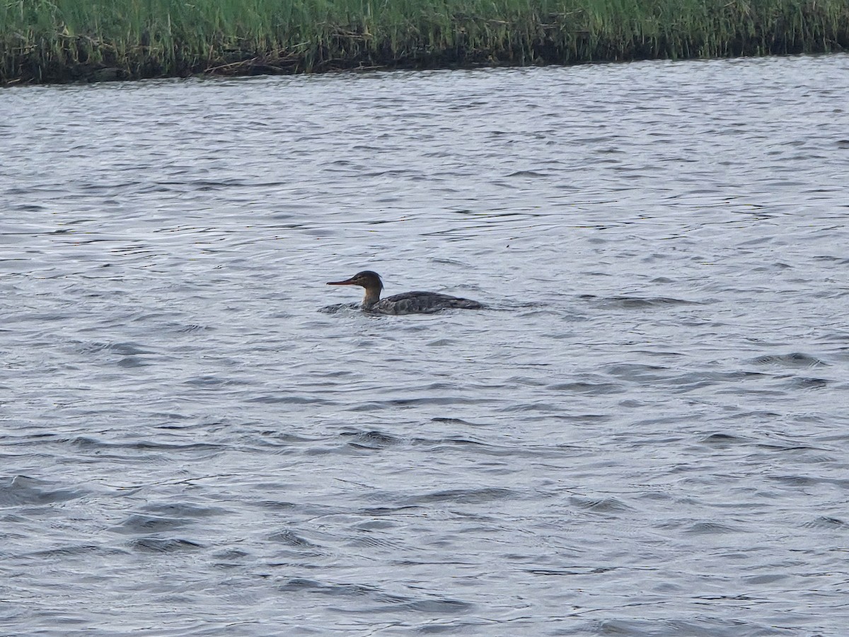 Red-breasted Merganser - ML616110830