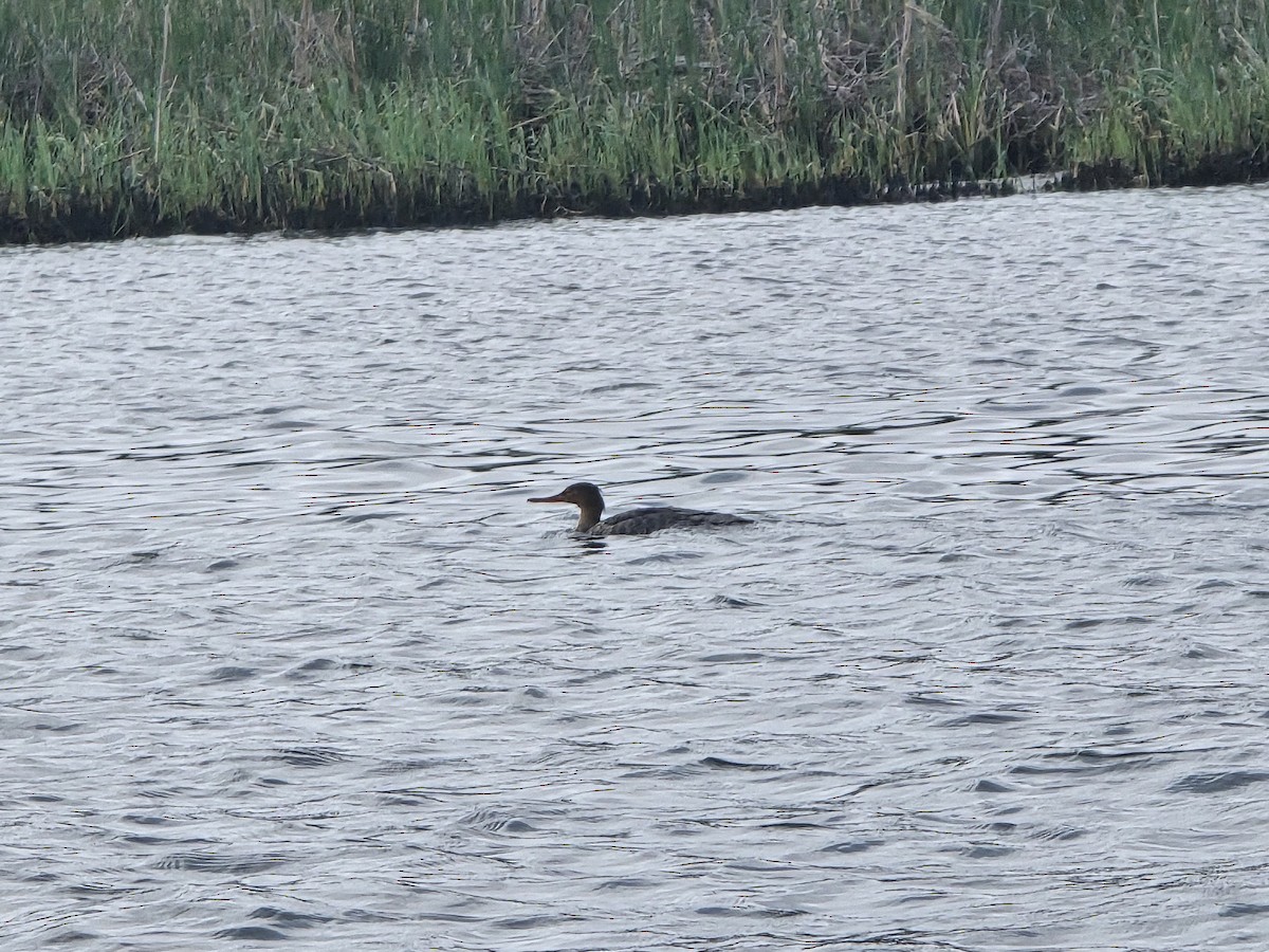 Red-breasted Merganser - ML616110831