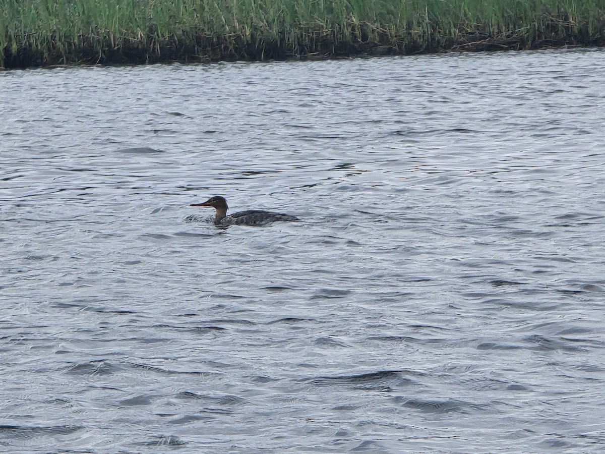 Red-breasted Merganser - ML616110832