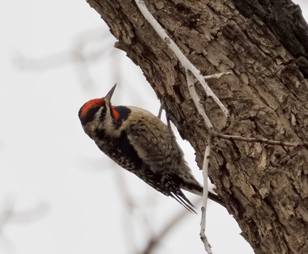 Yellow-bellied Sapsucker - Matthew Walter