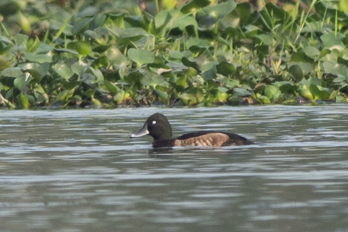 Baer's Pochard - ML616110878