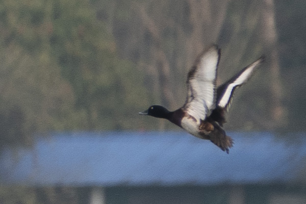 Baer's Pochard - ML616110879