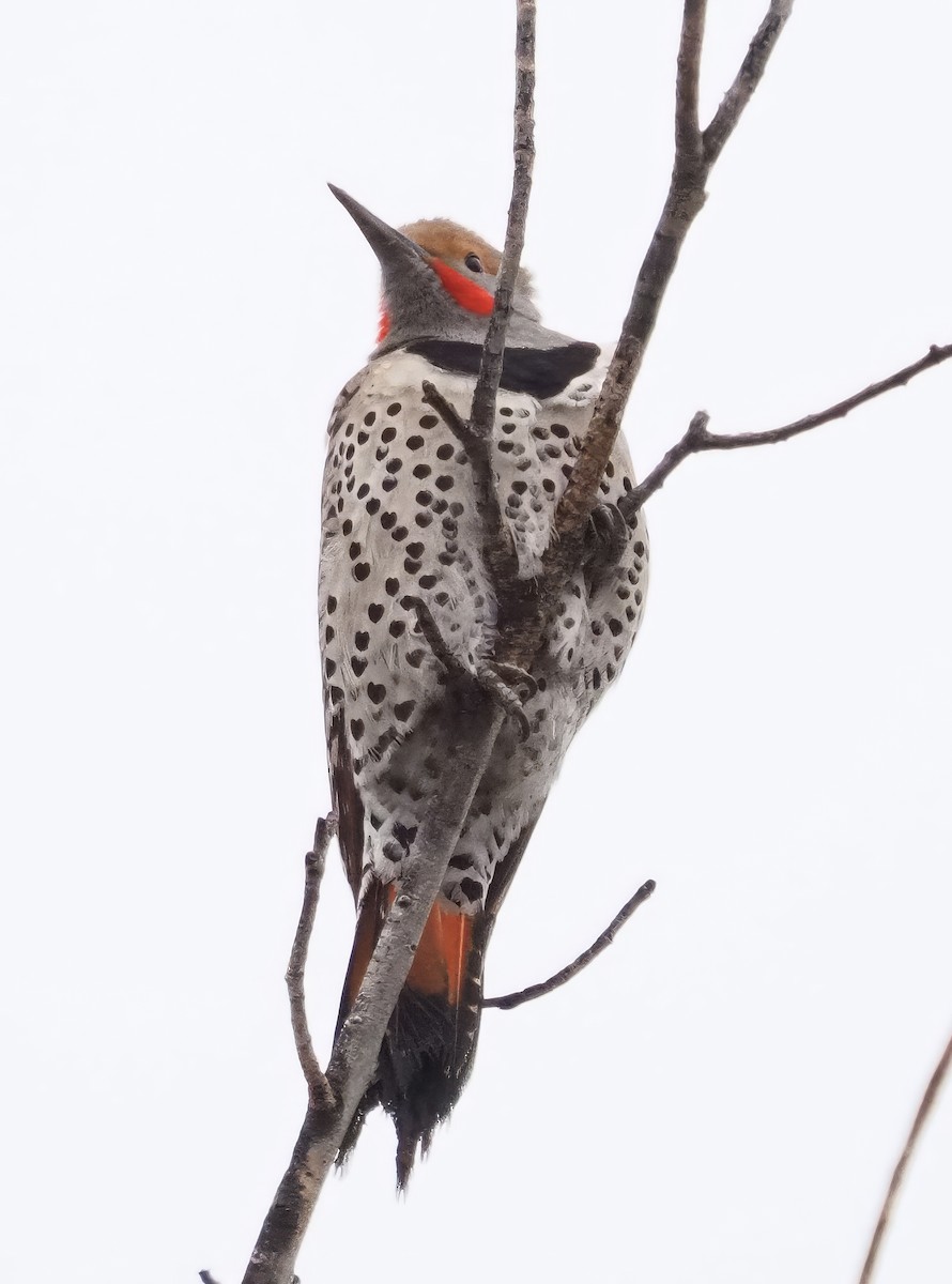 Northern Flicker - ML616110885