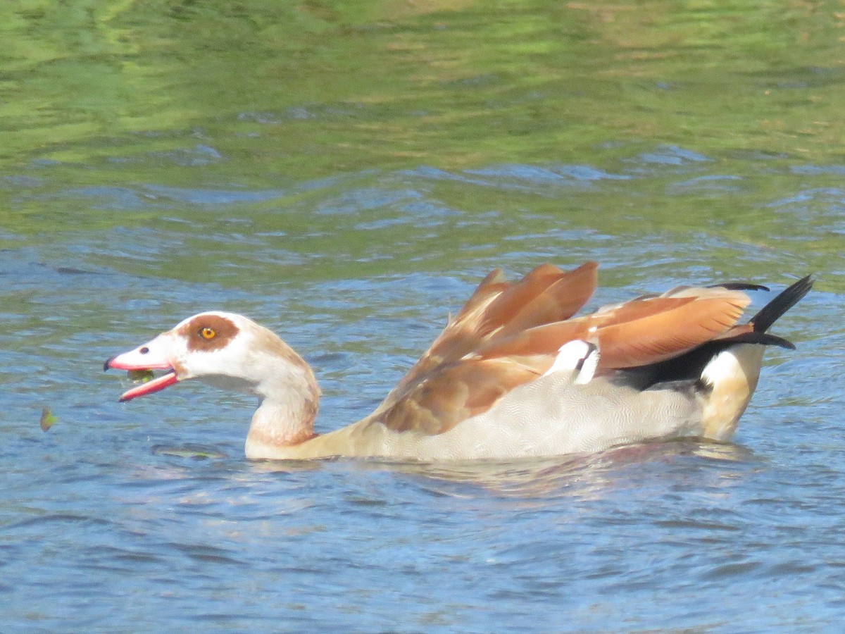 Egyptian Goose - ML616110894