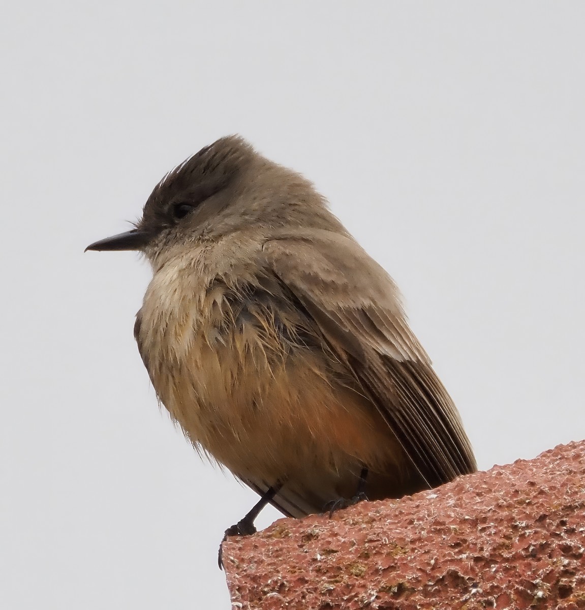 Say's Phoebe - ML616110896