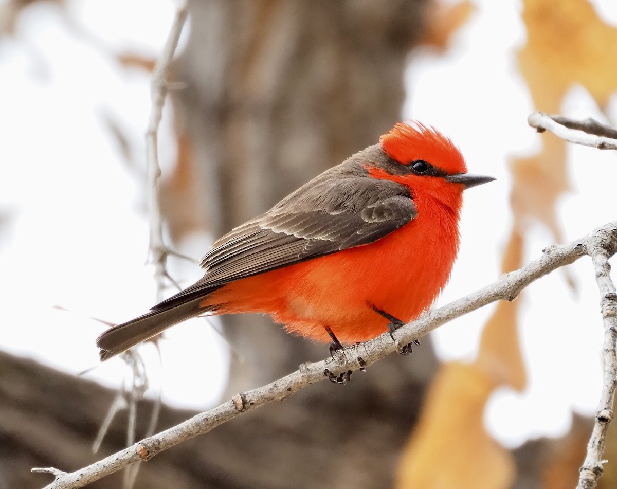 Vermilion Flycatcher - ML616110907