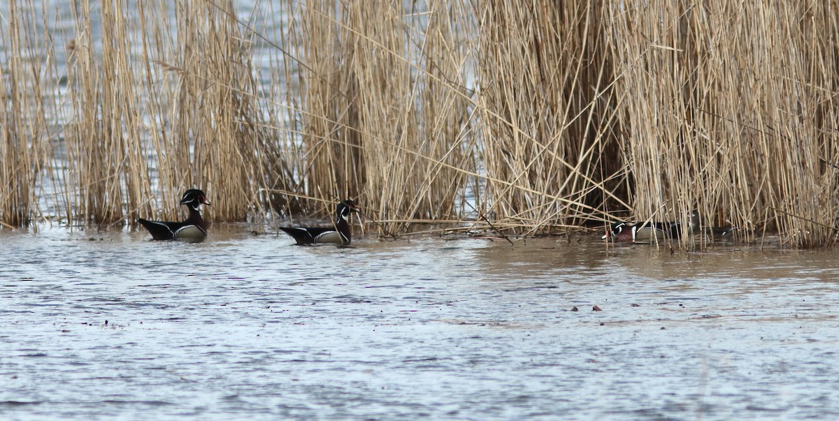 Wood Duck - ML616110909