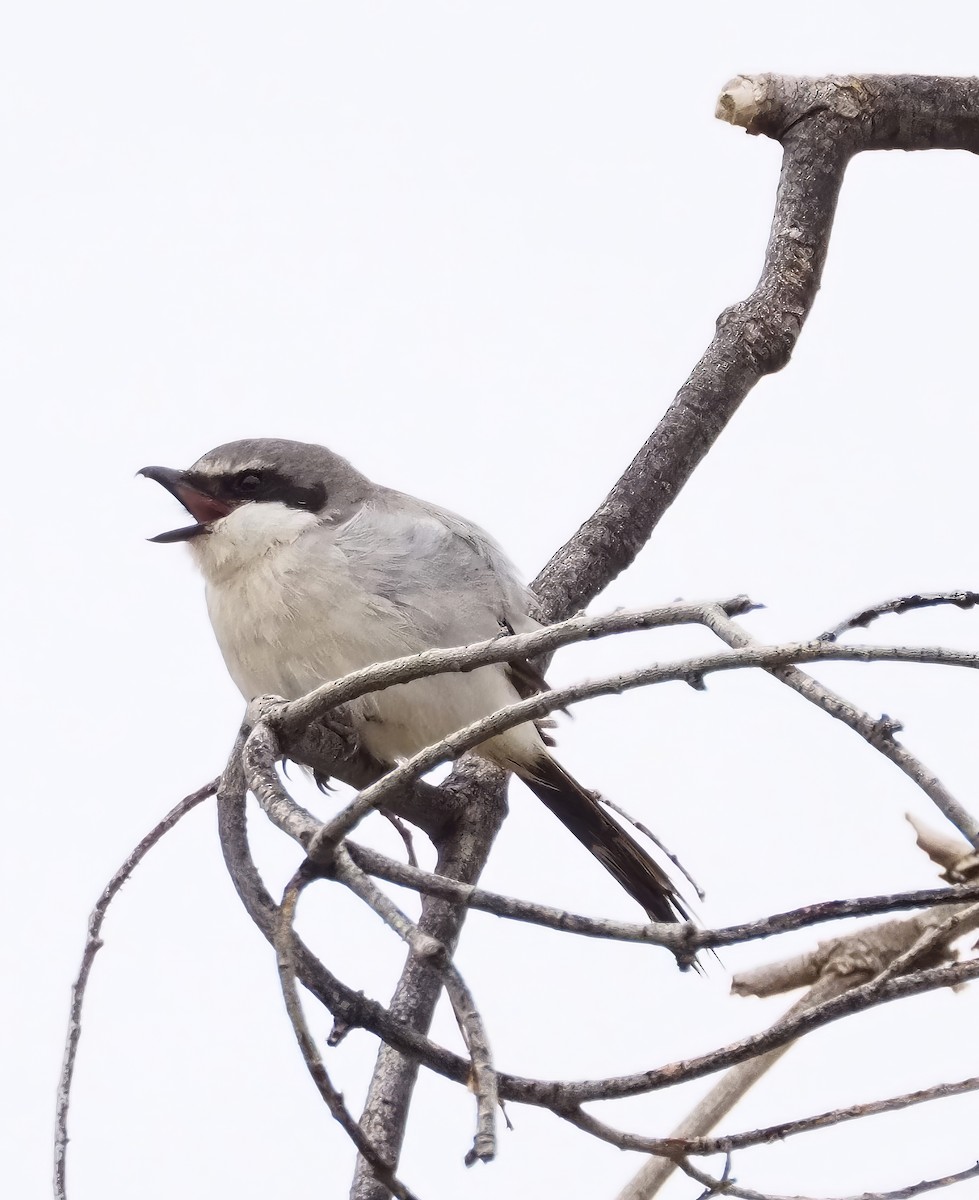 Loggerhead Shrike - ML616110916