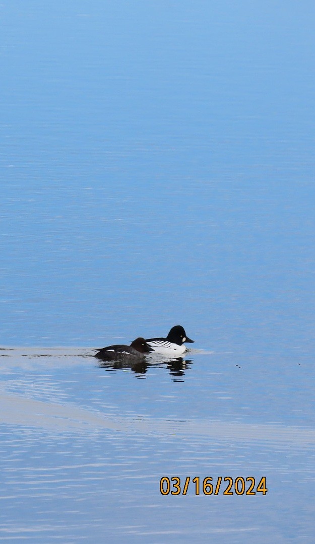 Common Goldeneye - ML616110918