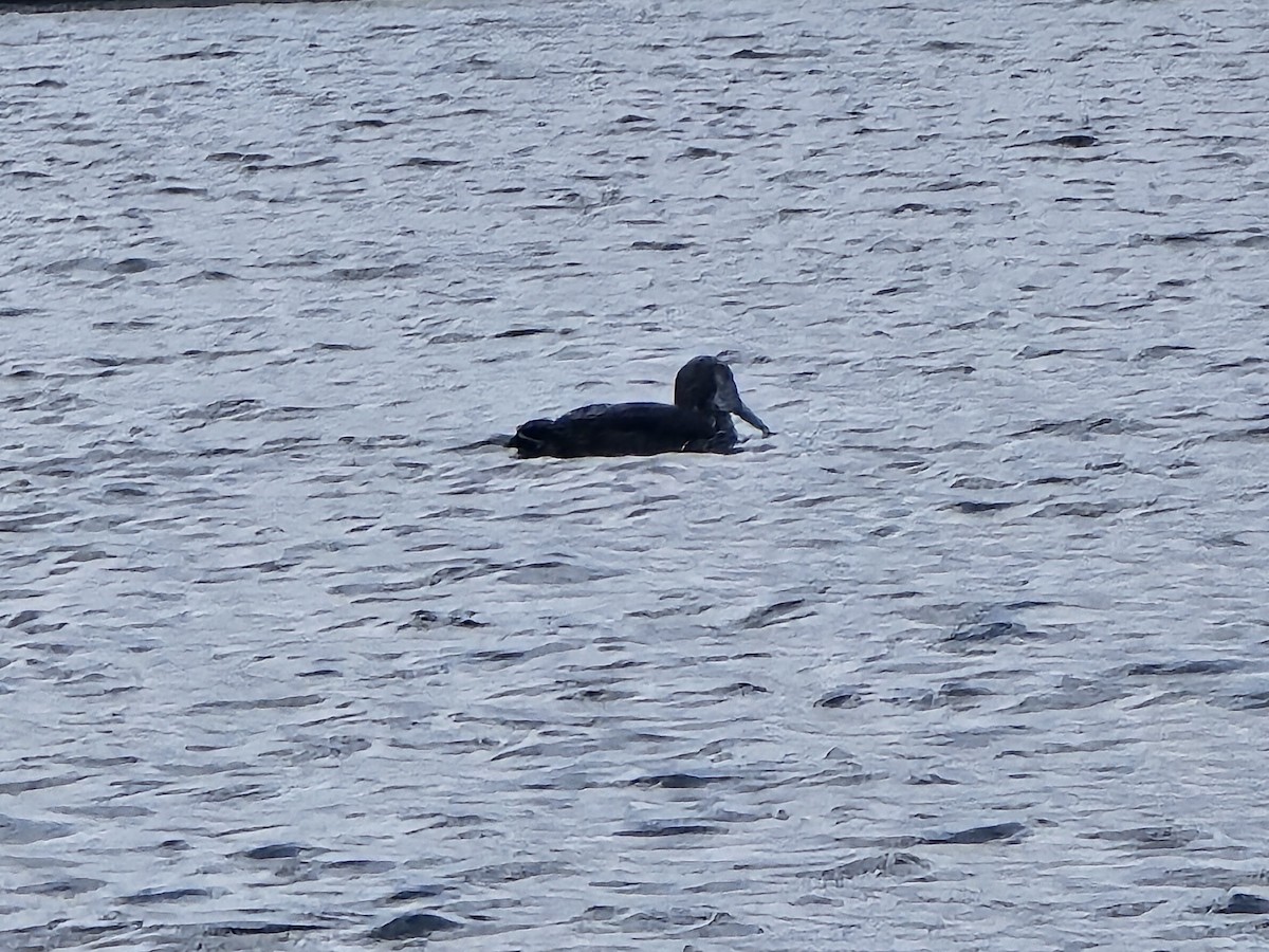 Common Loon - ML616110920