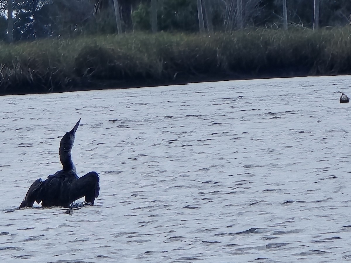 Common Loon - ML616110921