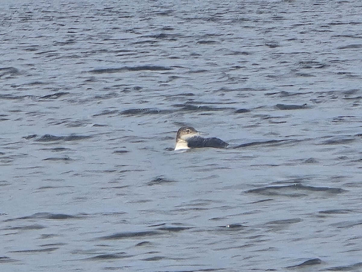 Common Loon - ML616110922