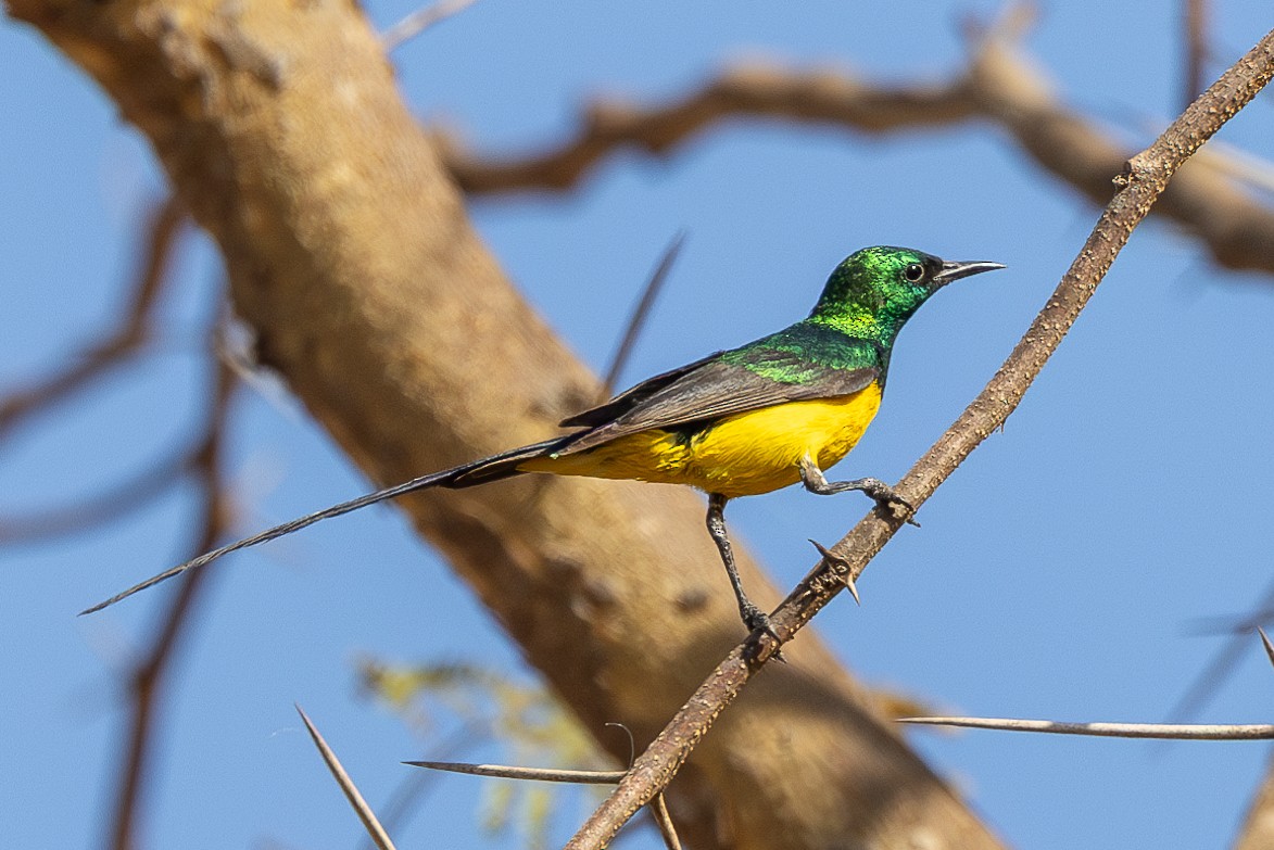 Pygmy Sunbird - ML616110955