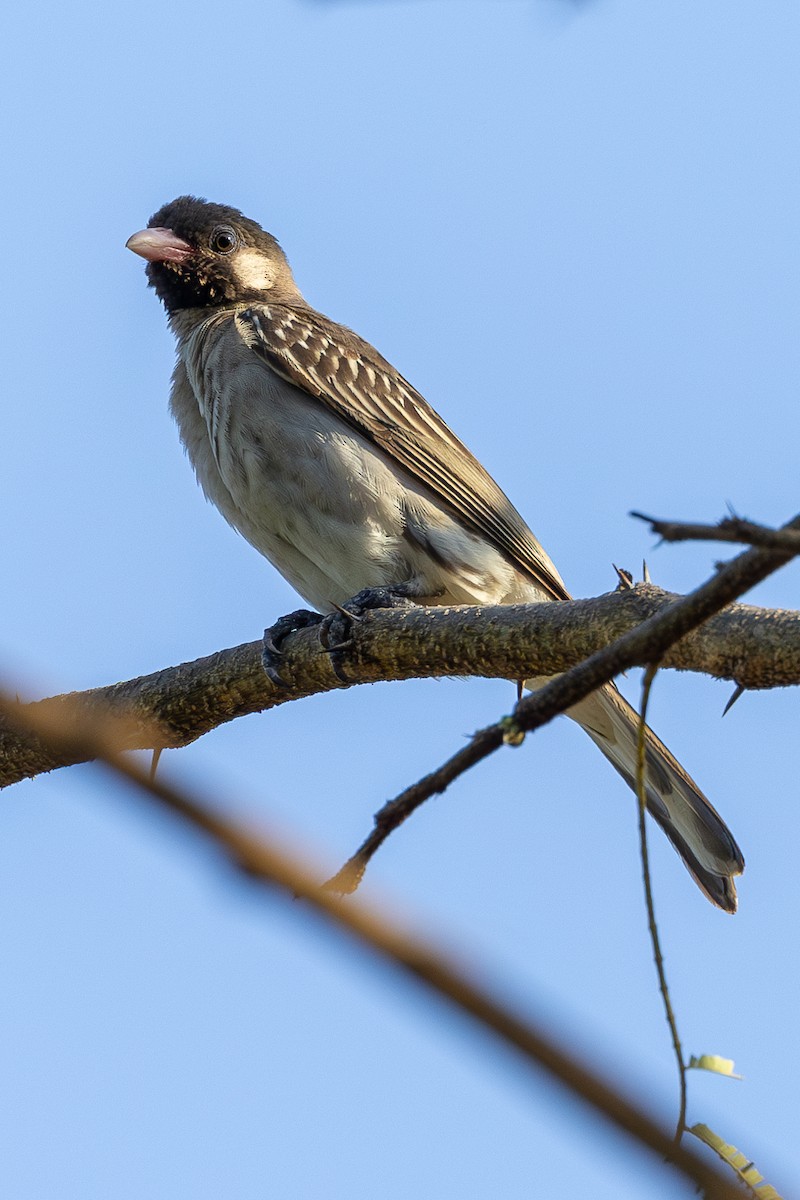 Greater Honeyguide - ML616110970