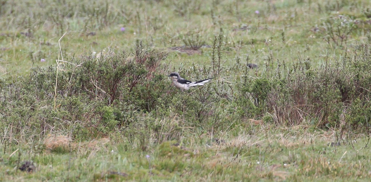 Giant Shrike - ML616110993