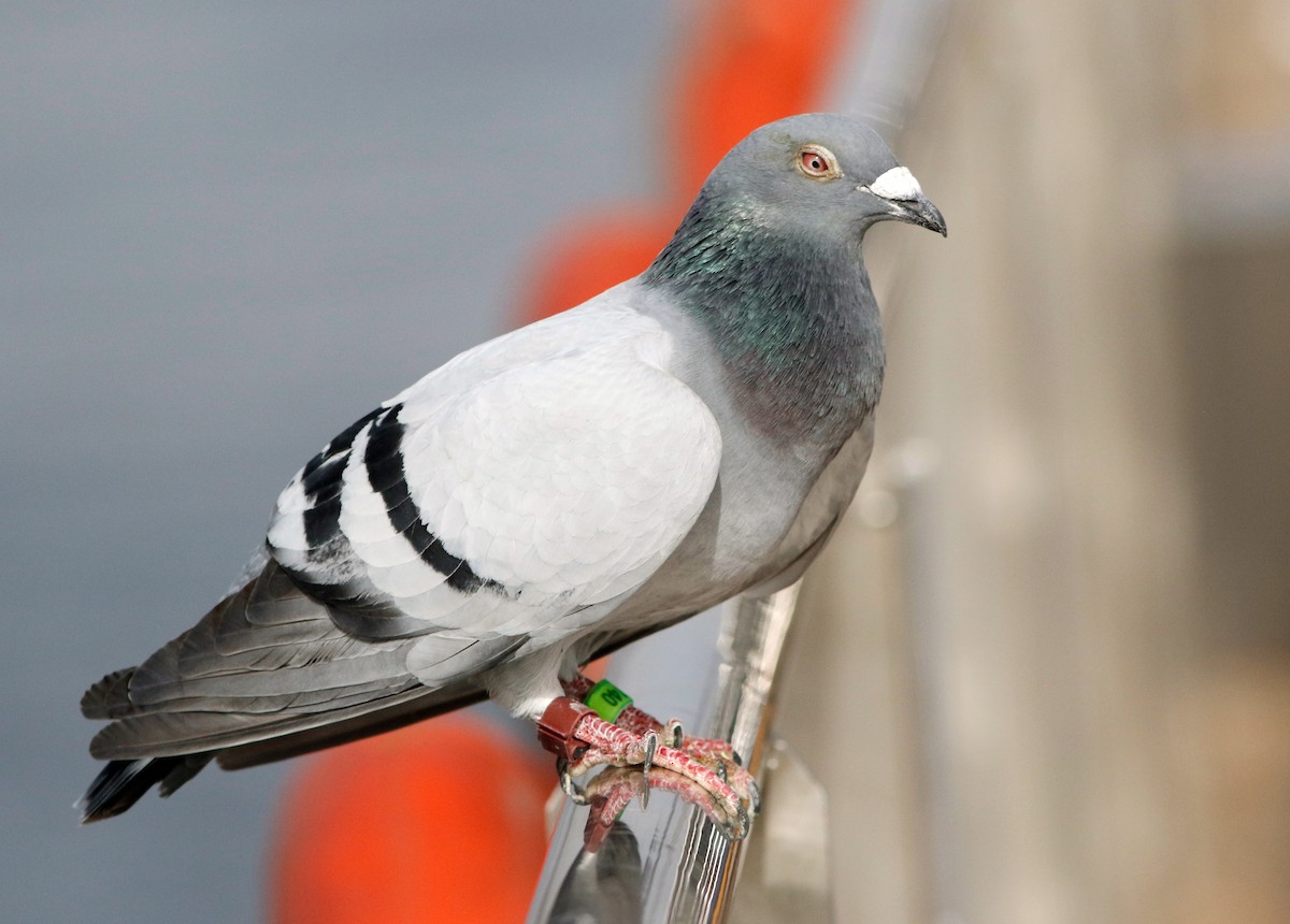 Rock Pigeon (Feral Pigeon) - ML616111022