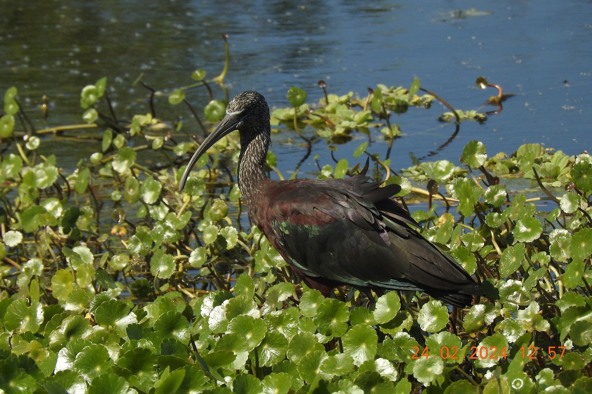 Ibis falcinelle - ML616111034