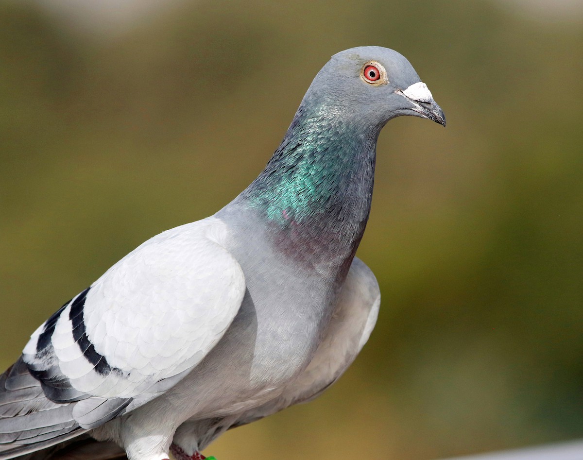 Pigeon biset (forme domestique) - ML616111046