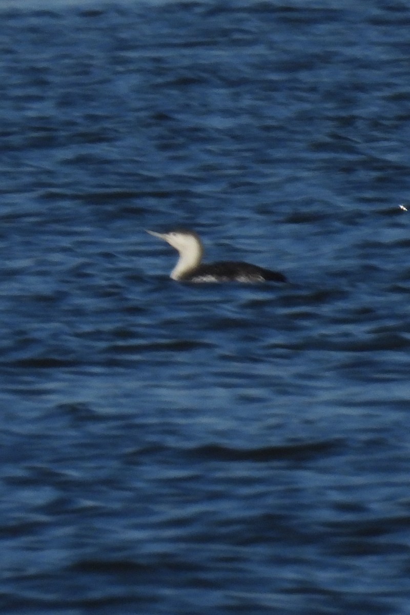 Red-throated Loon - ML616111078