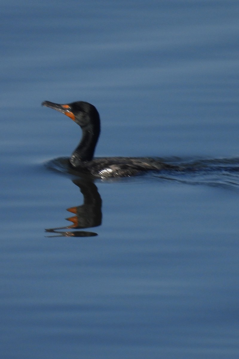 Double-crested Cormorant - ML616111091