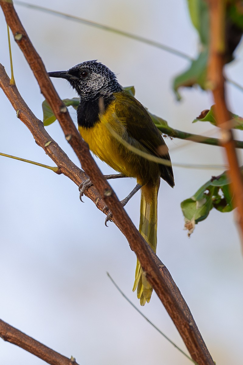 Oriole Warbler - ML616111096