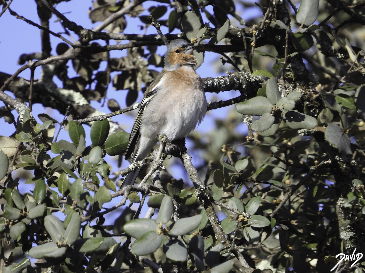 Common Chaffinch - ML616111137