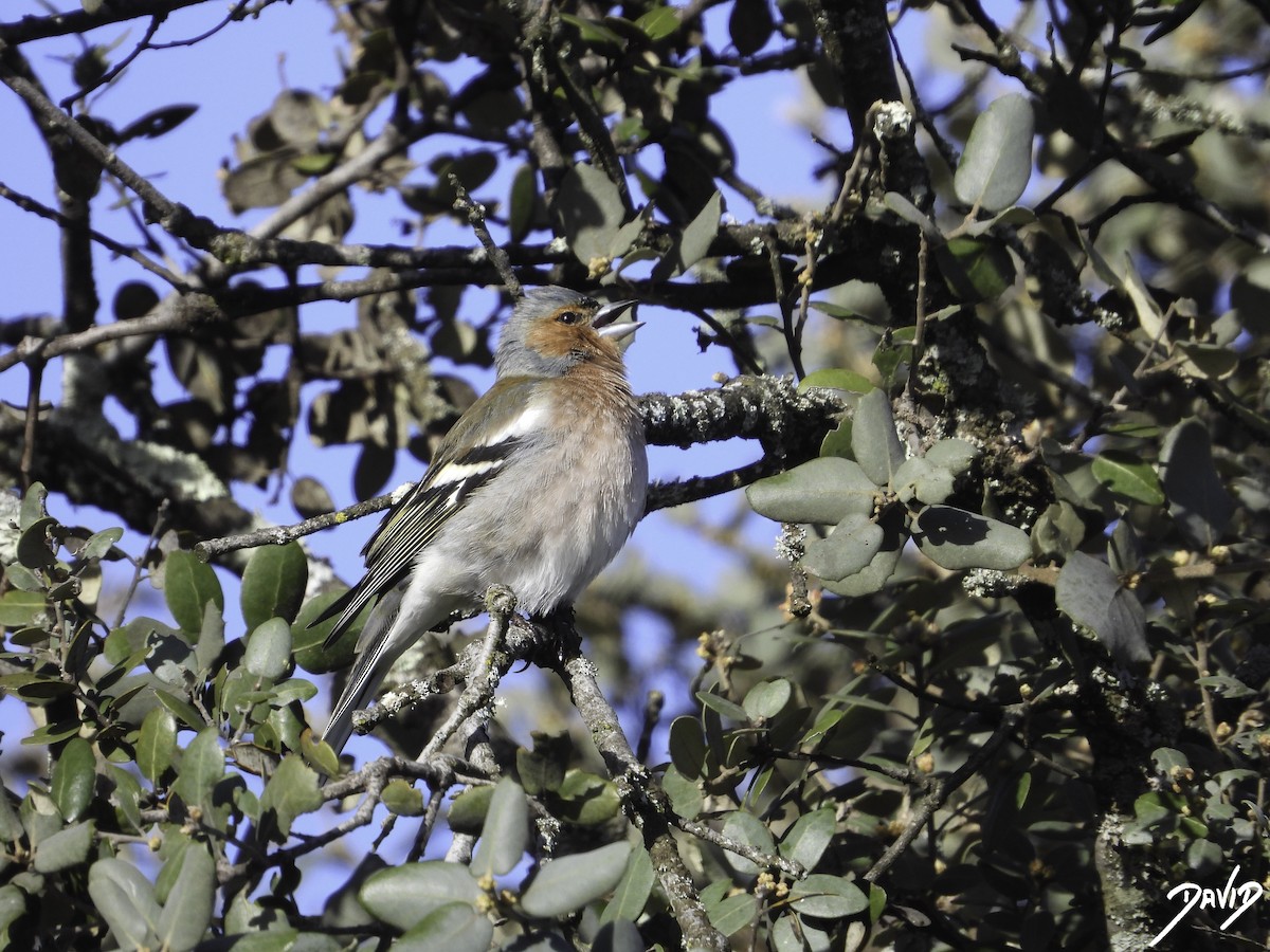 Common Chaffinch - ML616111138