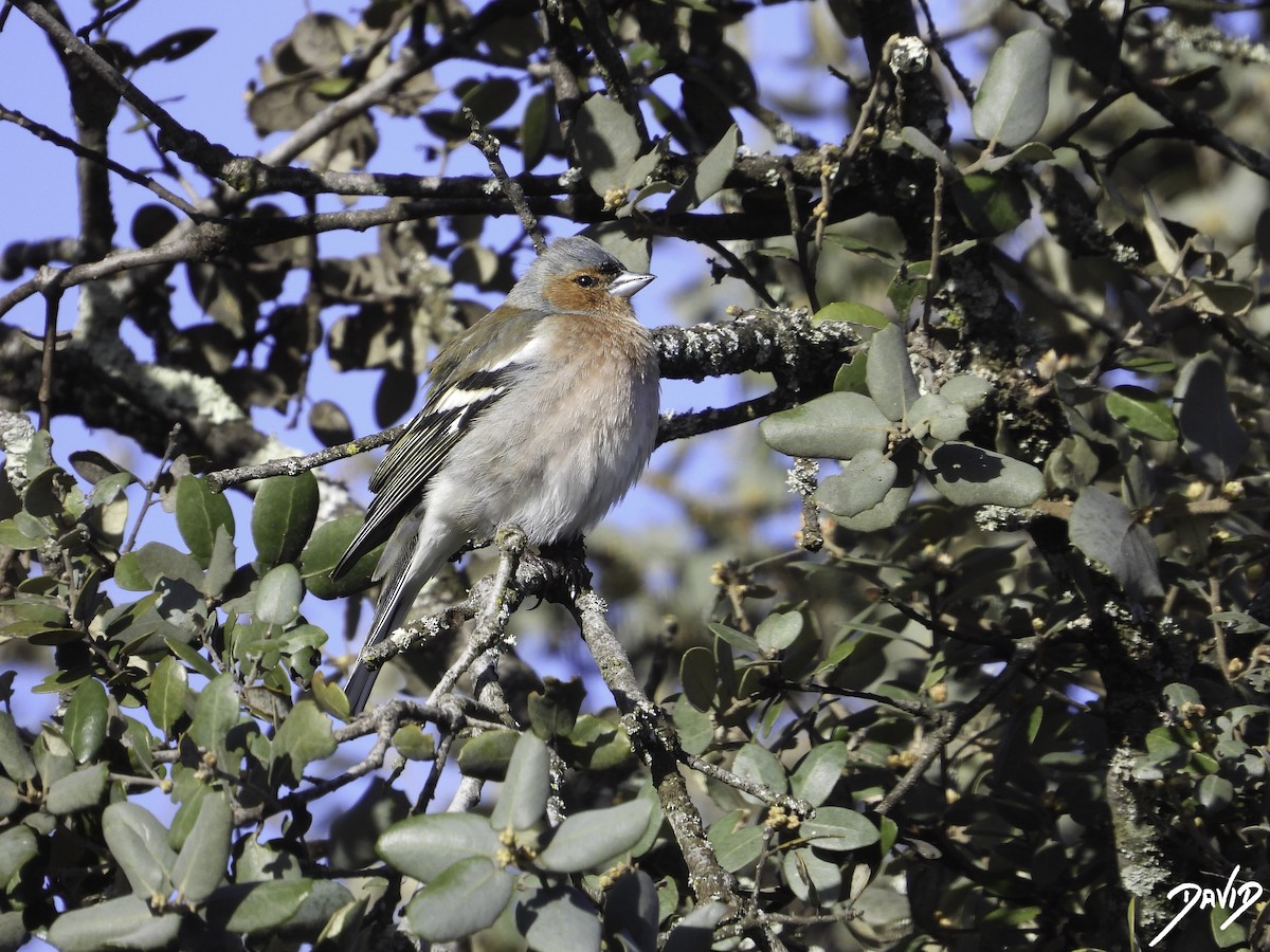 Common Chaffinch - ML616111139